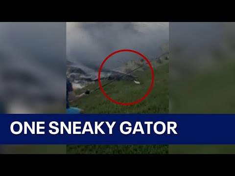 Alligator charges from water to steal Florida boy&#039;s fish in viral sneak attack