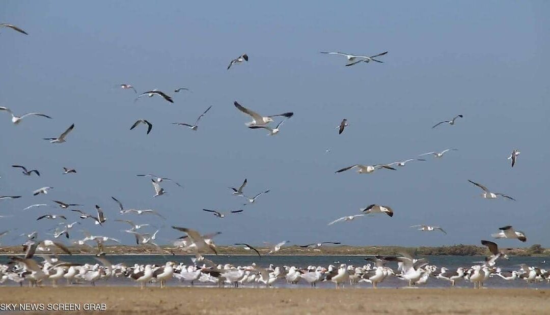 حوض آرغين في موريتانيا.. جنة الطيور والأسماك