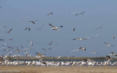 حوض آرغين في موريتانيا.. جنة الطيور والأسماك